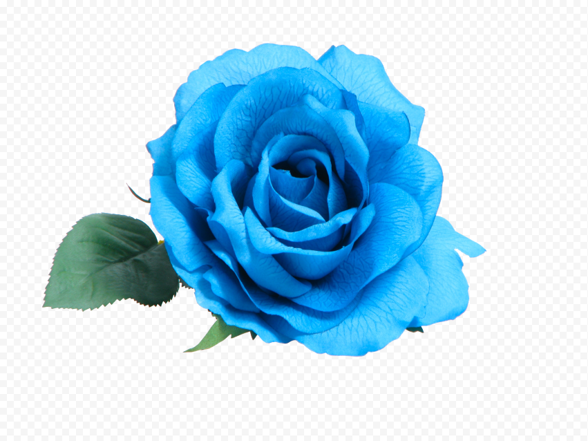 HD Real Blue Flower Rose Transparent PNG Citypng