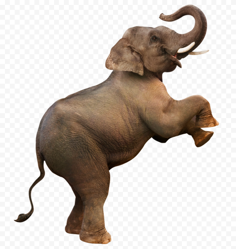 HD Real Brown Elephant Standing Transparent PNG