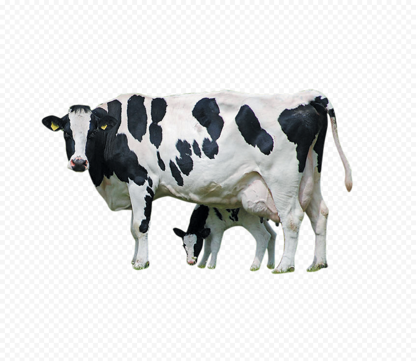 HD Real Cow And Calf Animals PNG