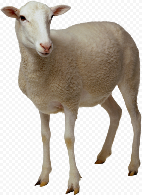 HD Real Sheep Animal PNG