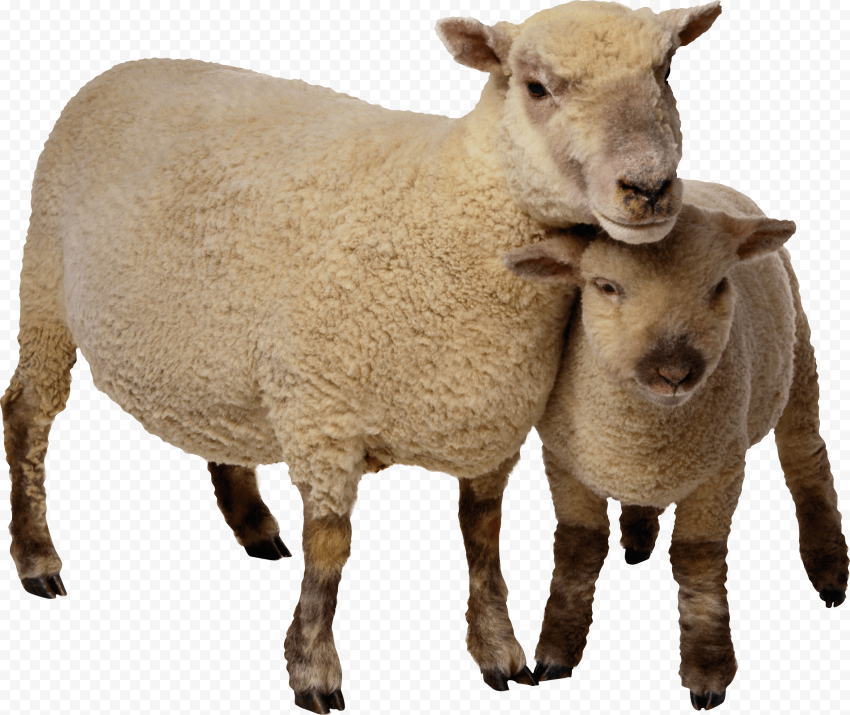 HD Real Sheep With Lamb Kid PNG