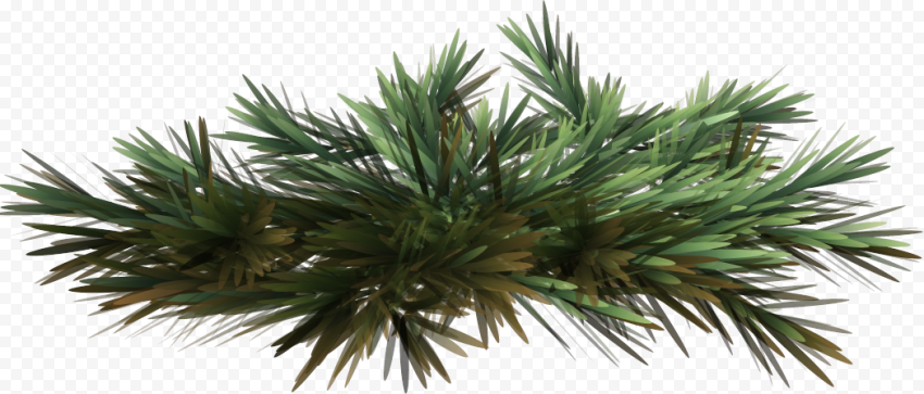 HD Realistic Green Pine Leaves Branch PNG