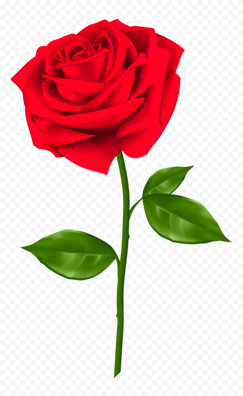 HD Realistic Red Rose Transparent PNG