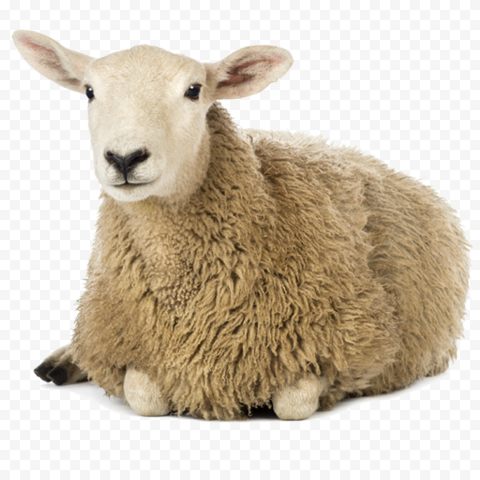 HD Sheep Lying Down Animal PNG
