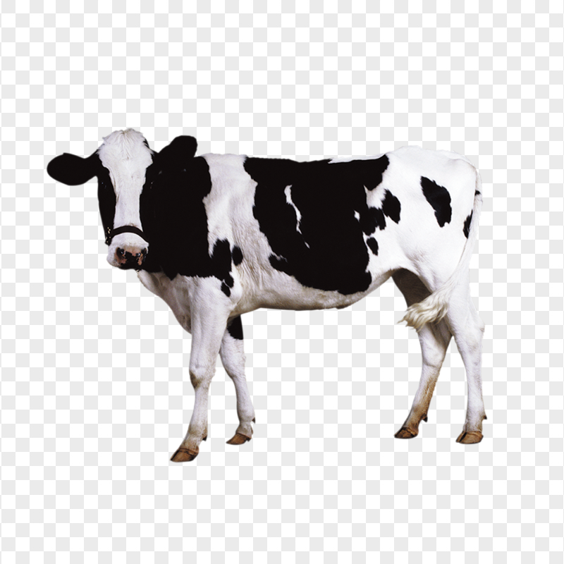 HD Standing Black And White Cow Animal PNG