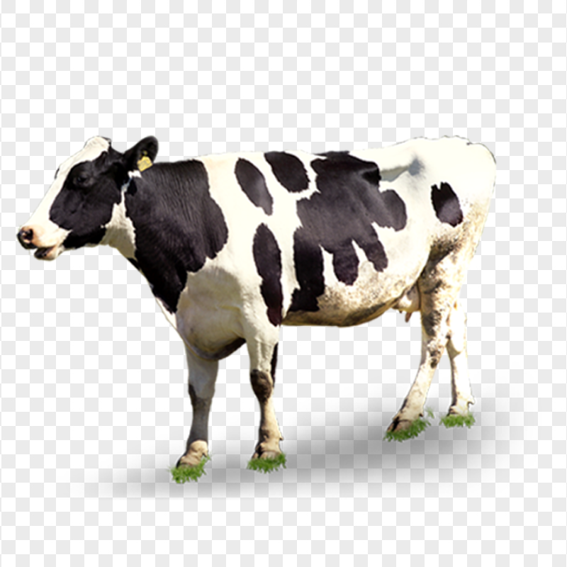HD Standing Cow Black And White Animal PNG
