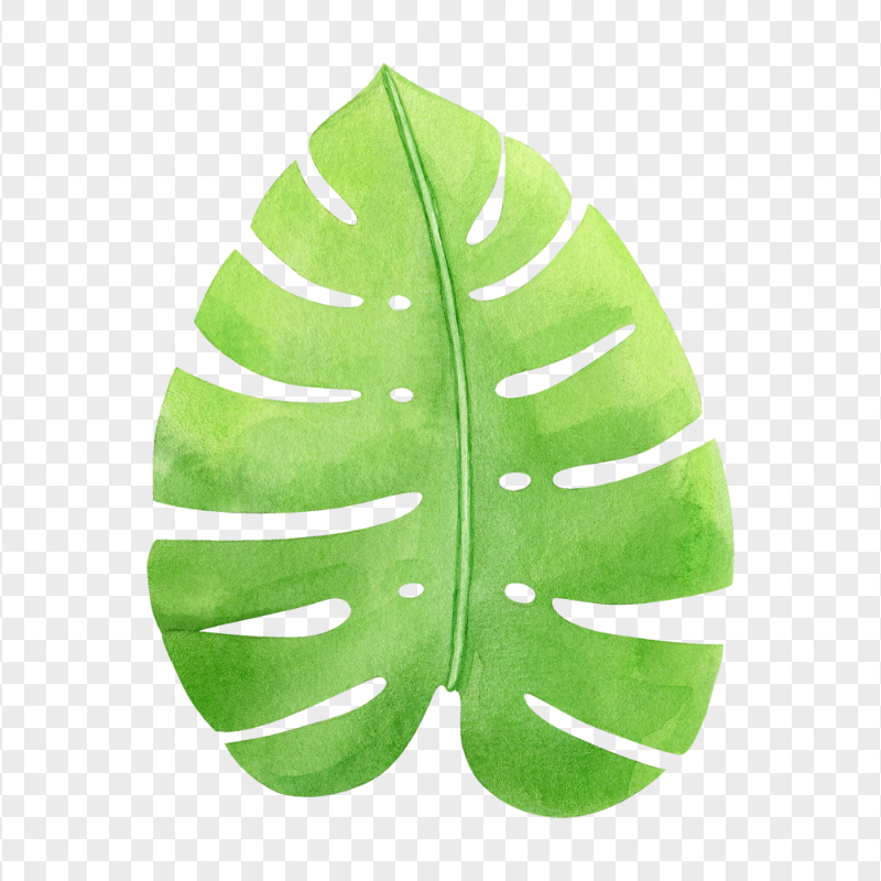 HD Tropical Monstera Leaf Watercolor PNG