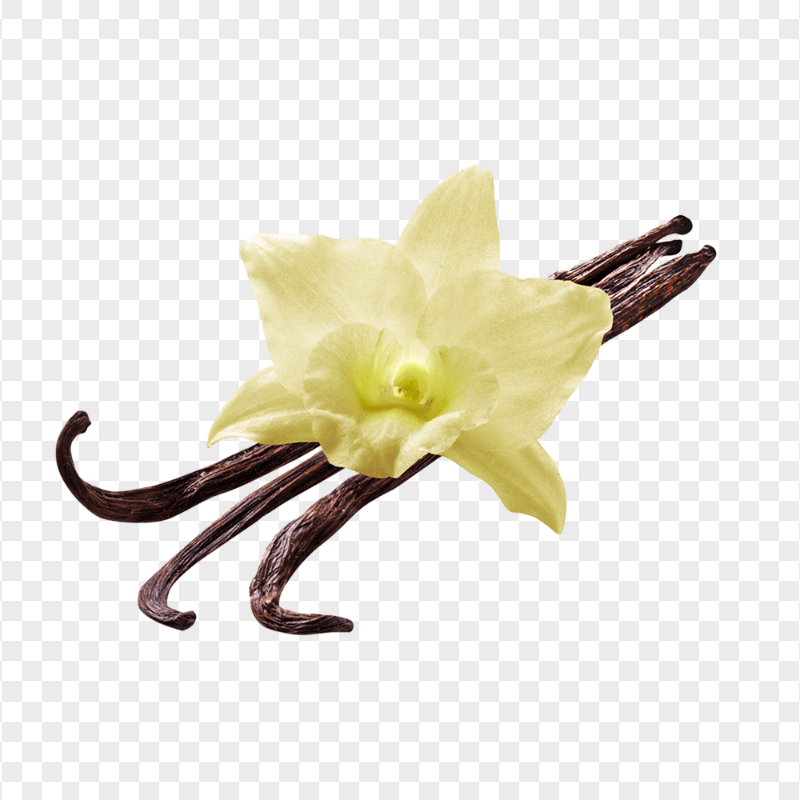 HD Vanilla Flower Flavor PNG