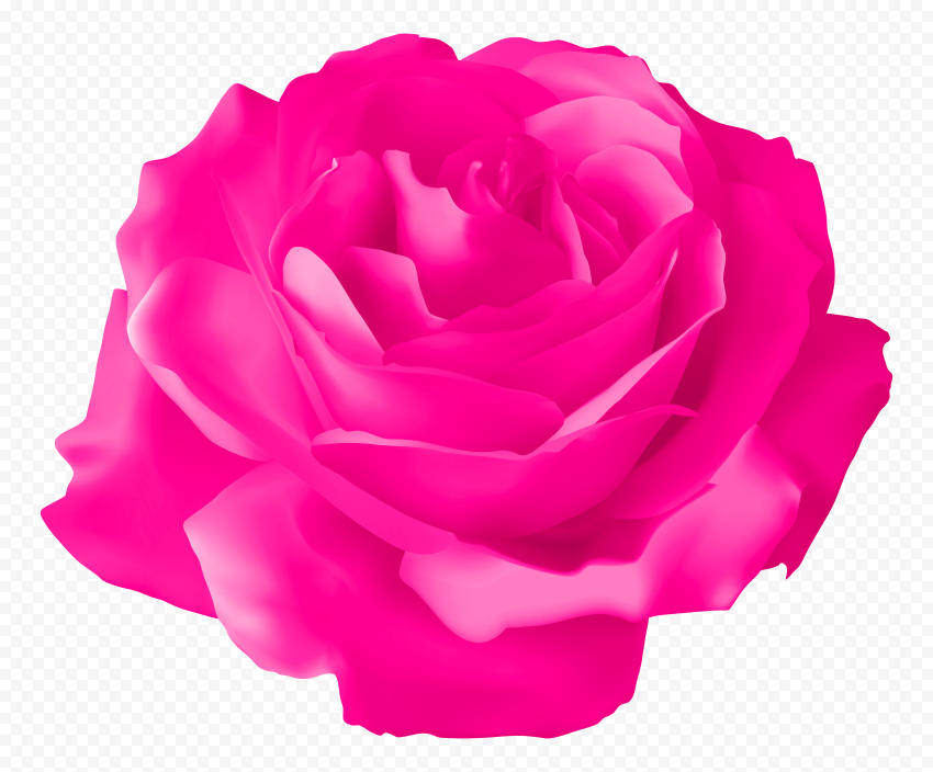 HD Vector Illustration Pink Rose Flower Transparent PNG