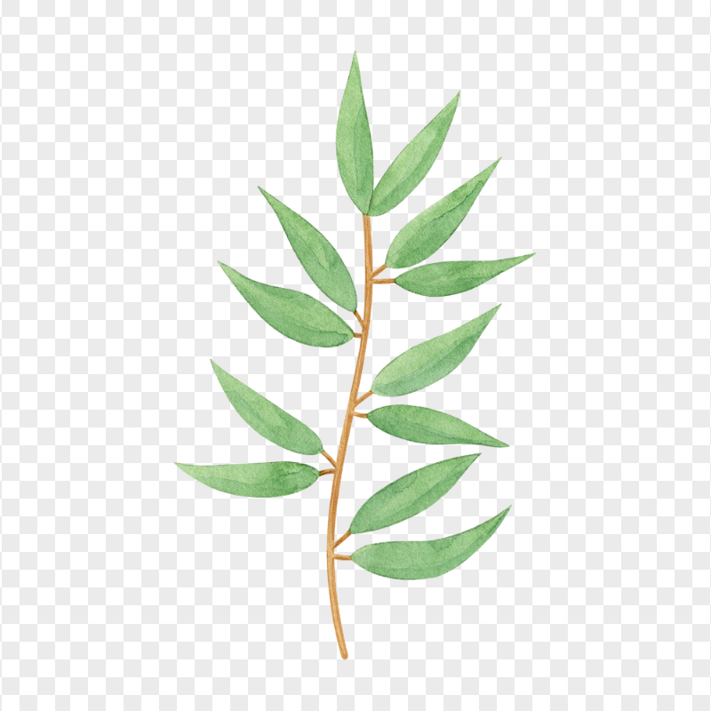 HD Watercolor Eucalyptus Leaves PNG