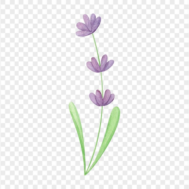 HD Watercolor Lavender Flower PNG