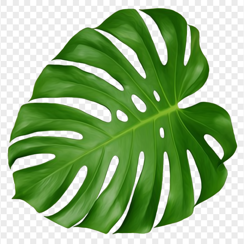 Leaf Swiss cheese plant Green Plastic effect