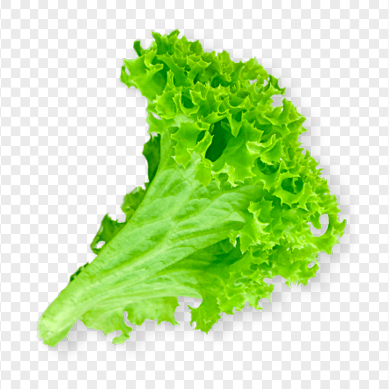 Lettuce Leaf Transparent Background