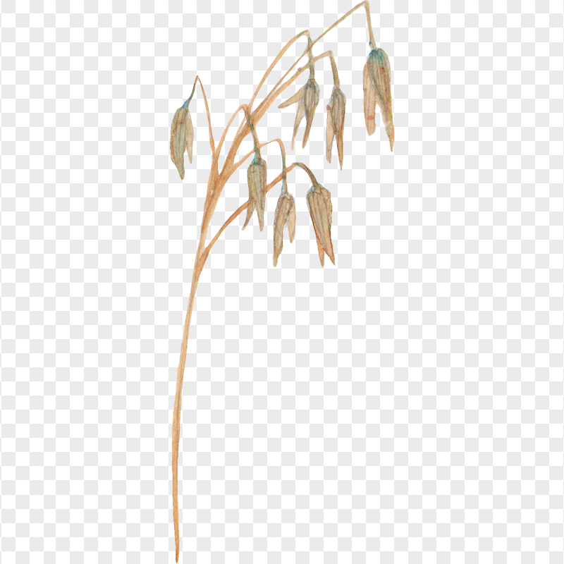 Nature Cereal wheat png watercolor