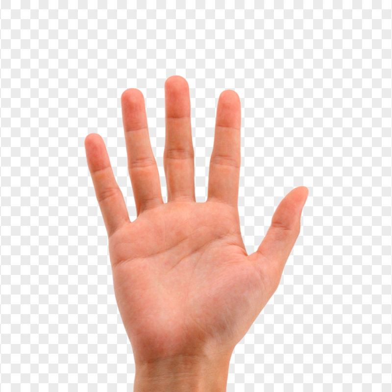 Male Right Hand Arm Open Palm HD Transparent PNG | Citypng