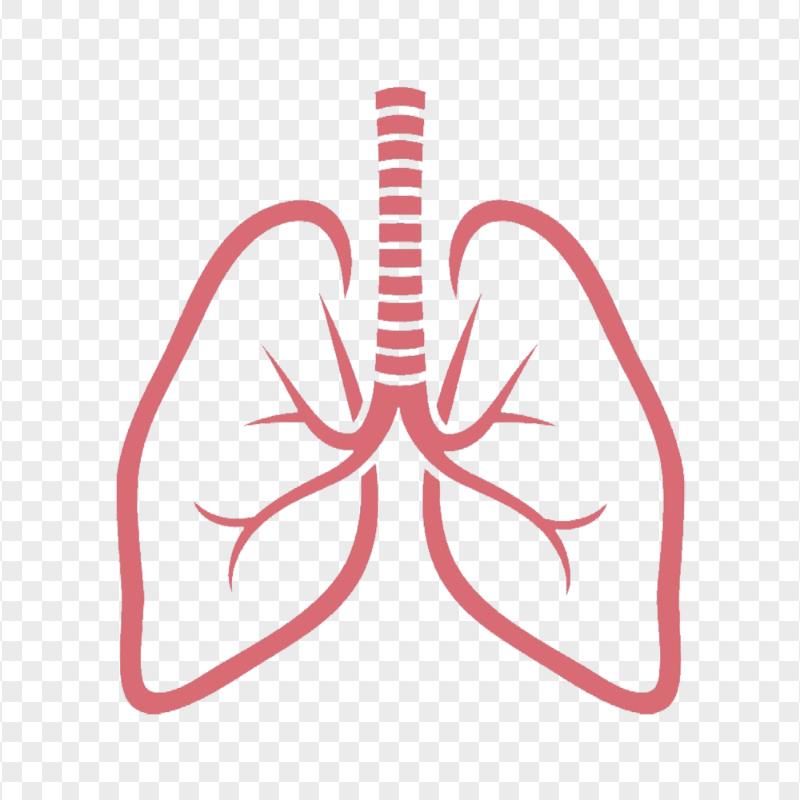 Outline Lungs Vector Respiratory System Icon