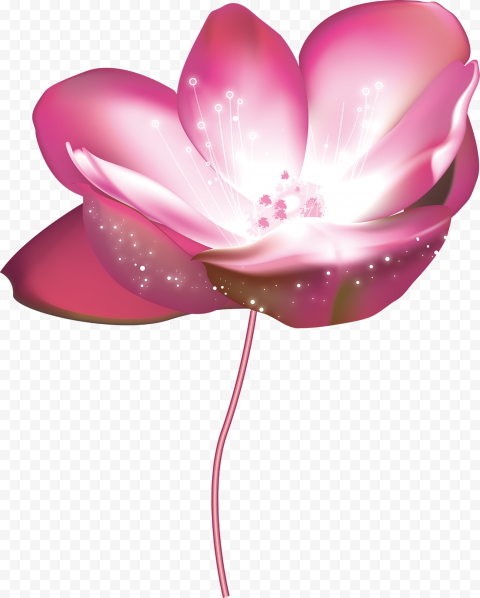 Pink Flower Rose With Magic Effect HD PNG | Citypng