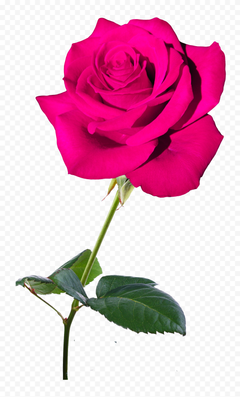 Pink Real Rose Flower PNG Image
