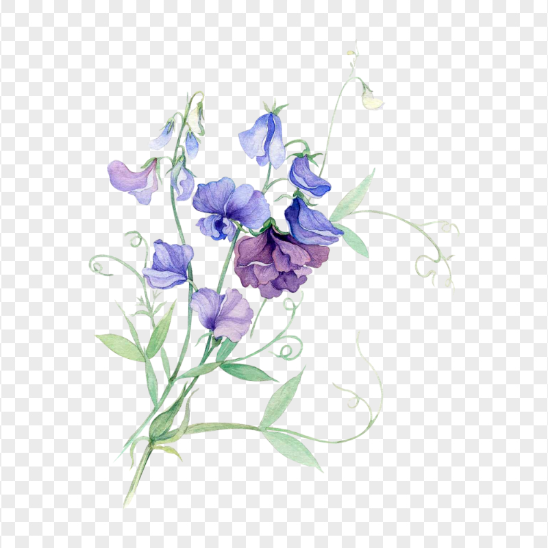 PNG Purple Watercolor Painting Flower