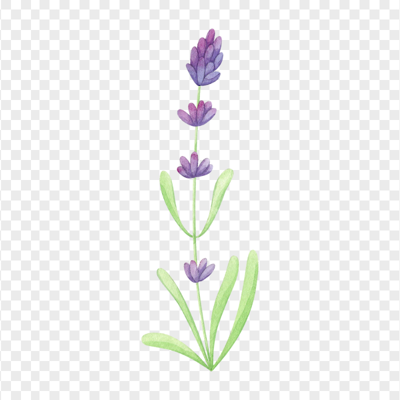 PNG Watercolor Lavender Flower