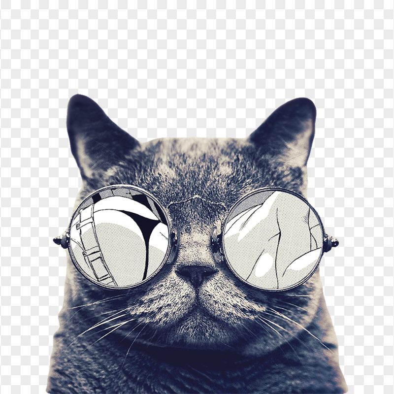 Portrait Of Cool Cat with Sunglasses HD Transparent PNG
