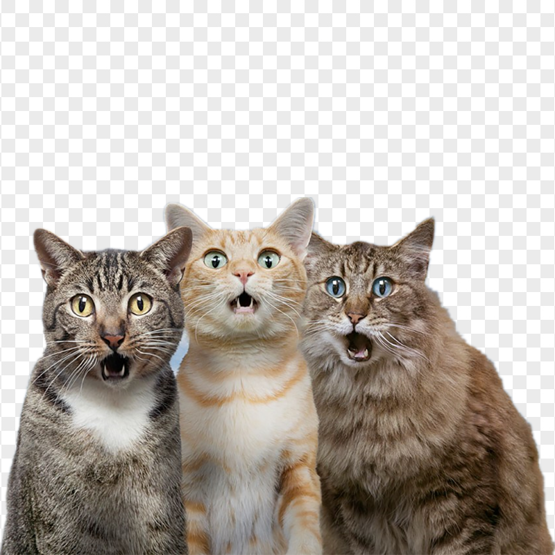 Portrait of Three Funny Tabby Cats Surprised HD PNG