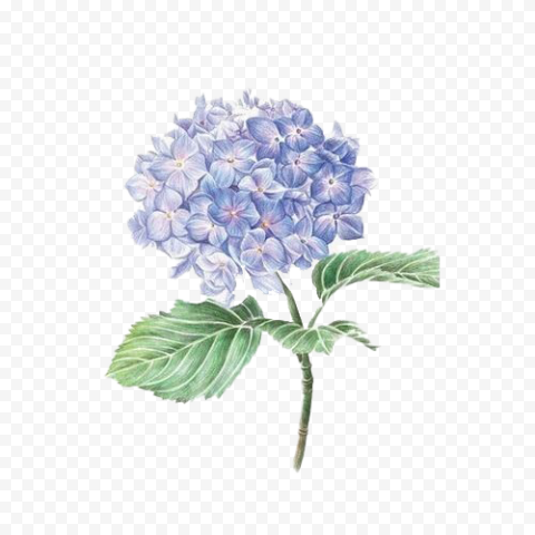 Purple Hydrangea Flower Watercolor