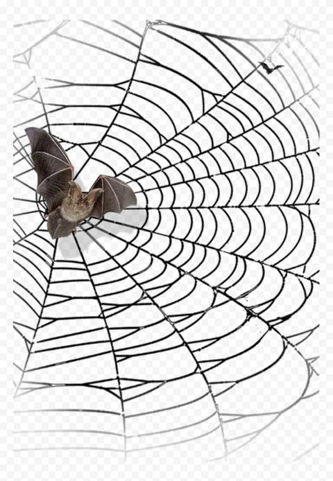 Real Halloween Bat On A Spider Web PNG Image