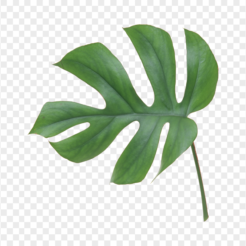 Real Leaf Swiss cheese plant Green