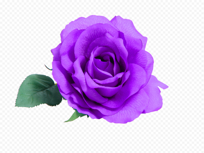 Giới thiệu hình ảnh hoa hồng tím thật với lá png và chiêm ngưỡng sự thanh thoát, quý phái của nó. Hãy thưởng thức bức tranh tuyệt đẹp này với tone màu tím đậm chắc chắn sẽ khiến bạn yêu thích!