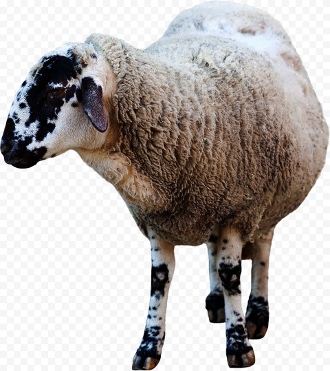 Real Sheep خروف العيد Animal Image PNG