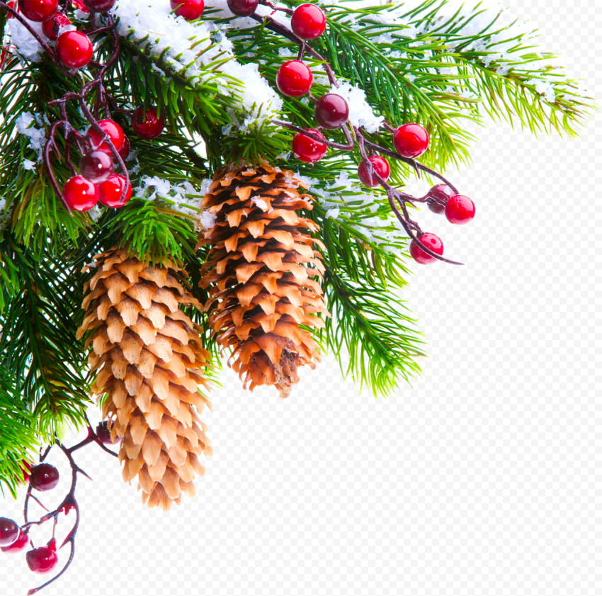 Real Snowy Holly Pine Tree Branch Corner PNG Image