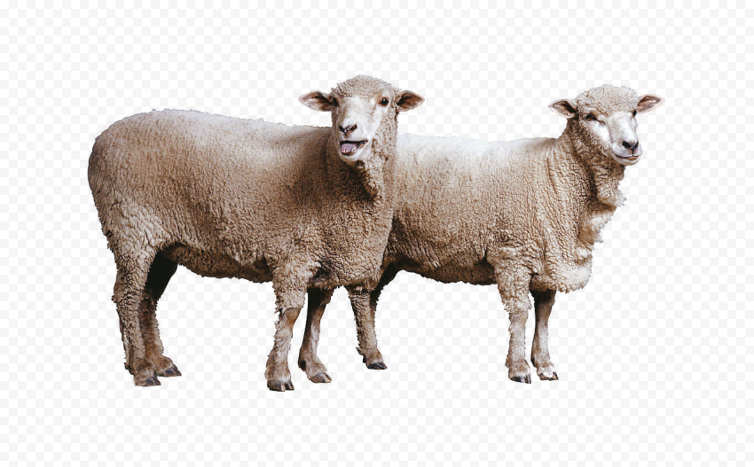 Real Two Sheep Animals HD PNG