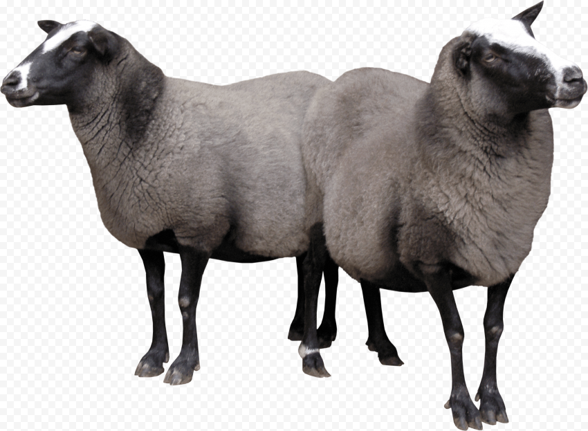 Real Two Sheep Animals Image PNG