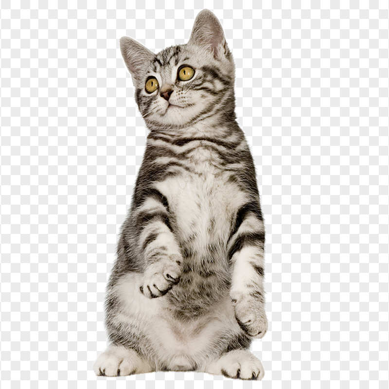 Siberian Silver Kitten HD Transparent Background