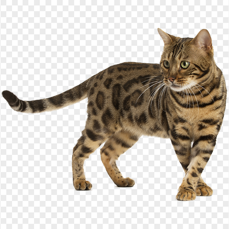 Standing Bengal Cat HD Transparent Background