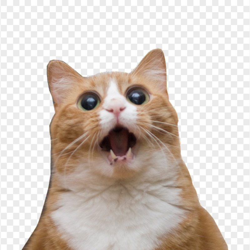 Surprised Funny Cat Face Meme HD Transparent Background PNG Free Surprised Funny Cat Face Meme HD Transparent Background PNG Free
