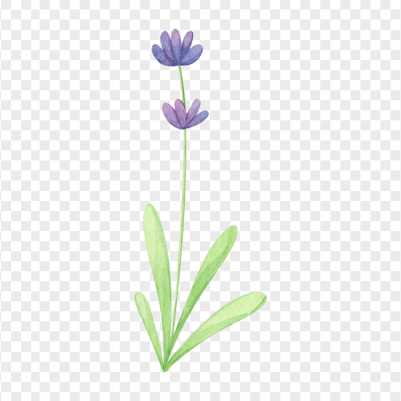 Transparent HD Watercolor Lavender Flower