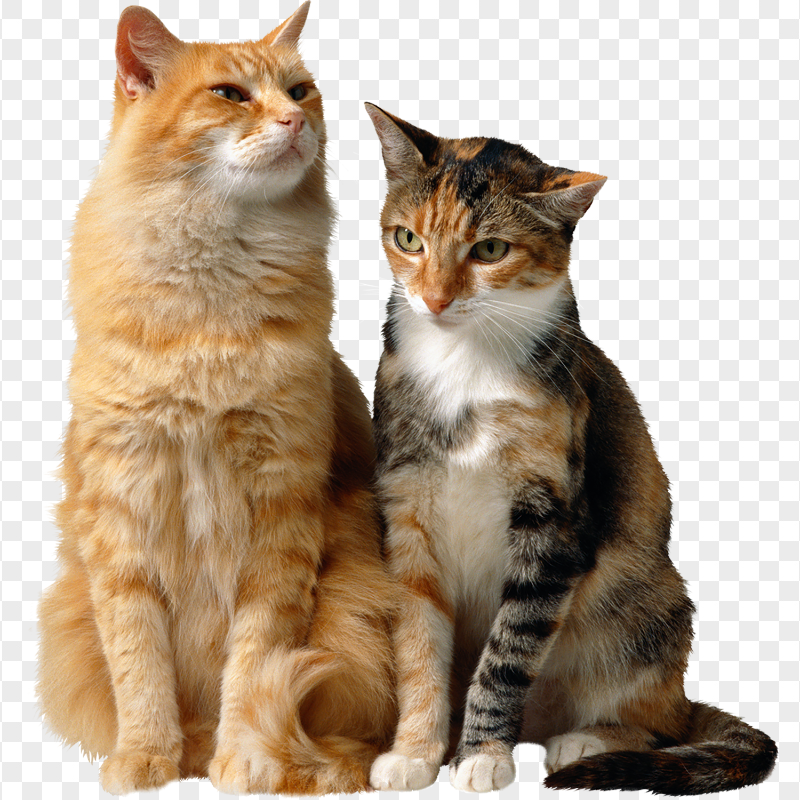 Two Cute Cats Standing Side by Side HD Transparent PNG