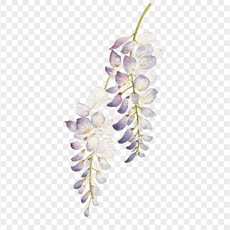 Two Watercolor Branches With Leaves Download PNG