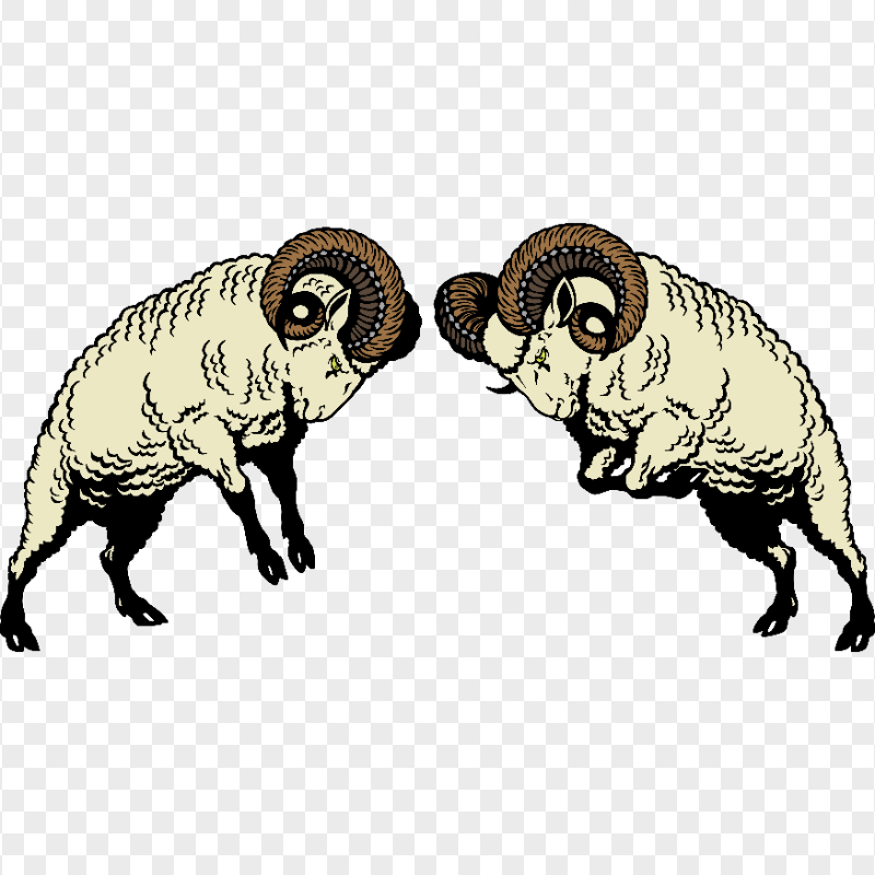 Two Wooly Sheep Ram Logo Fighting