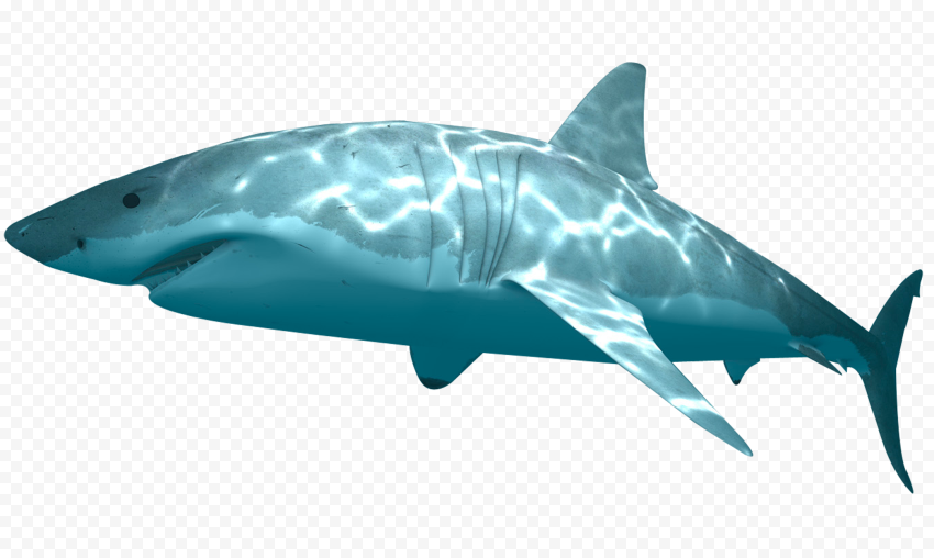 Underwater Real Tiger Shark HD PNG