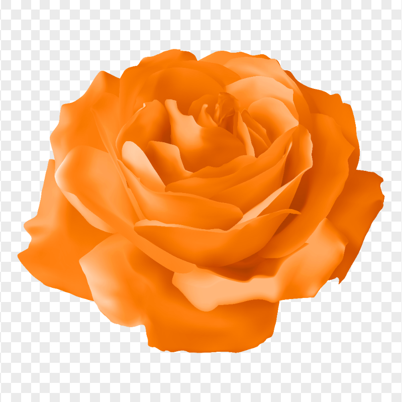 Vector Orange Illustration Rose Flower Transparent PNG