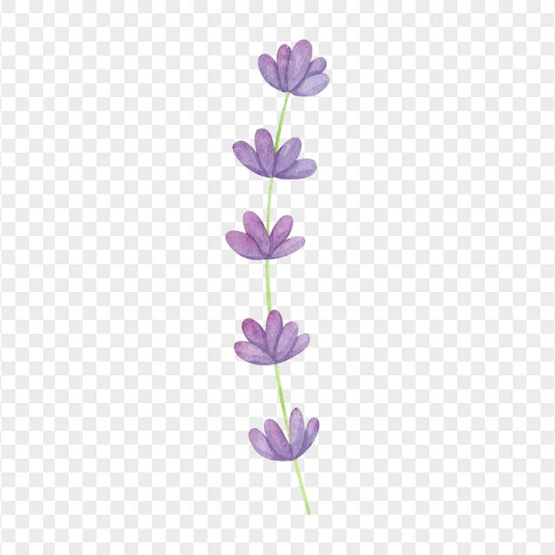 Watercolor Lavender Flower PNG