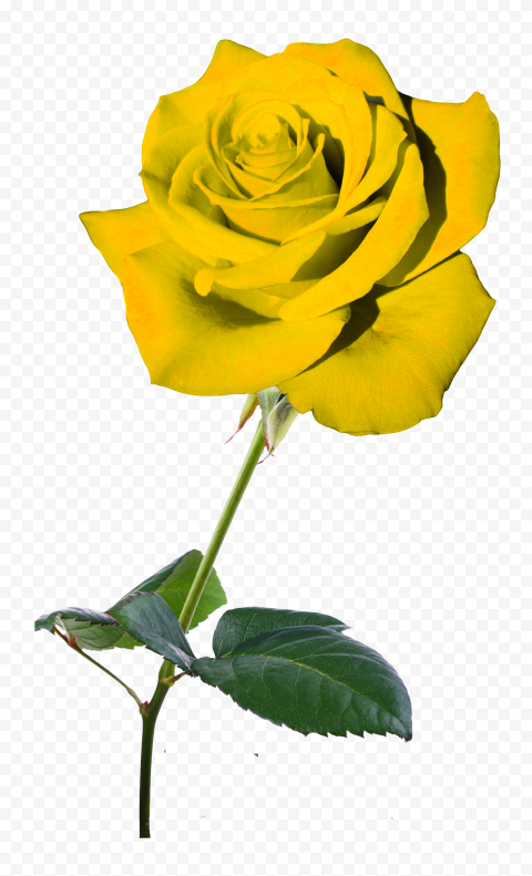 Yellow Real Rose Flower PNG IMG