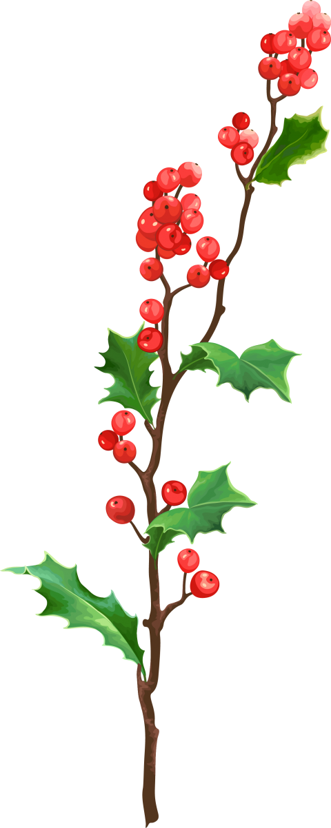 Christmas Plant Branch Illustration HD PNG  Citypng